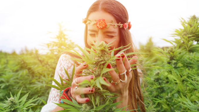 אישה מריחה צמח קנאביס בשדה